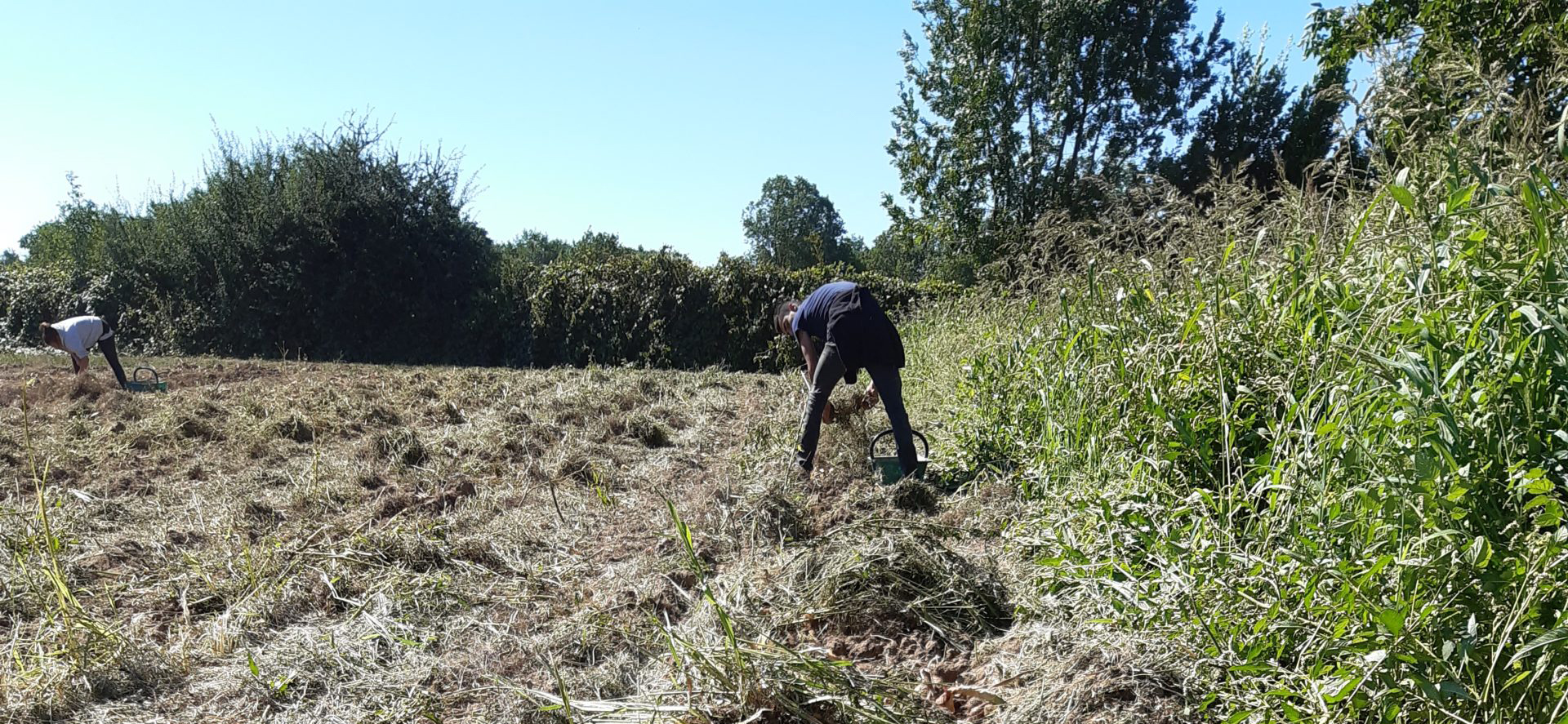 Légumes de saison, « Les légumes de Buyon »